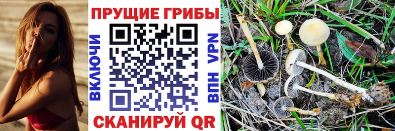 Галлюциногенные грибы Magic Shrooms  закладка  Вытегра 